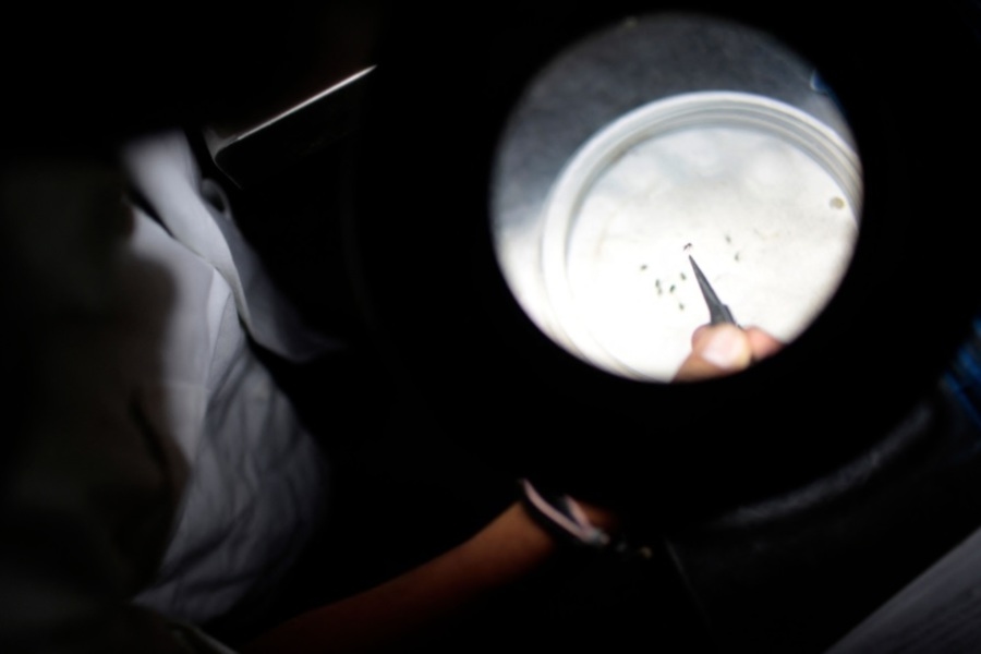 WHO sounds alarm on risk of chikungunya epidemic
