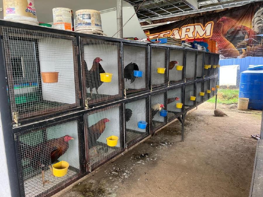 Syndicate busted: Fighting cocks worth millions seized in Sabah raids