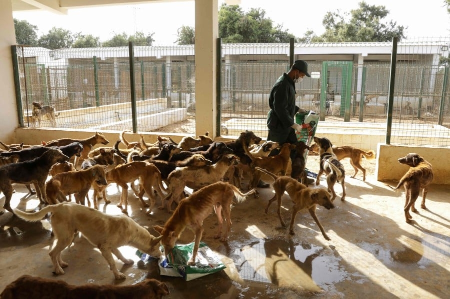 World Cup host Morocco under pressure to save stray dogs