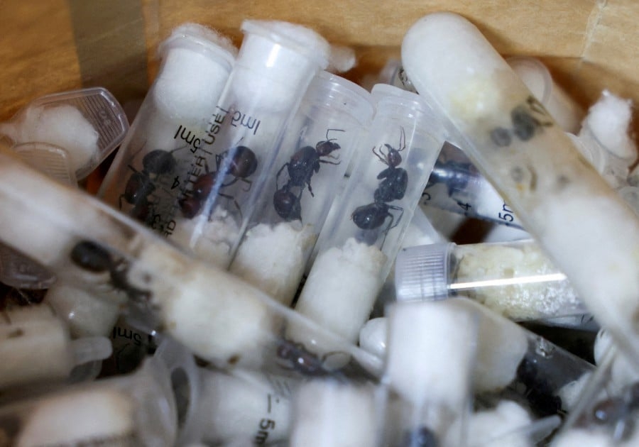 Kenyan court fines four, including Belgian teens, for trying to smuggle protected ants