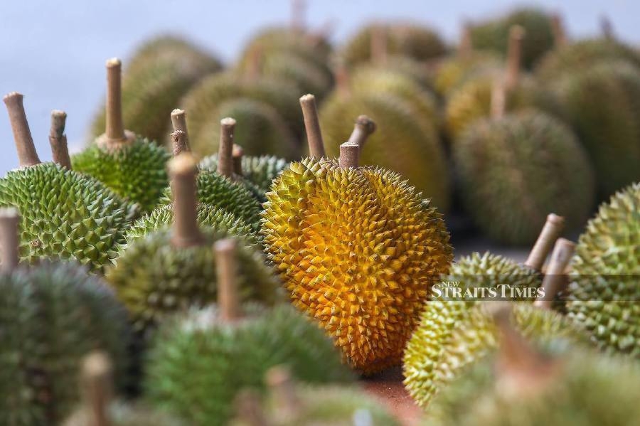 Cloudy with a chance of durian: Kedah town experiences bumper crop