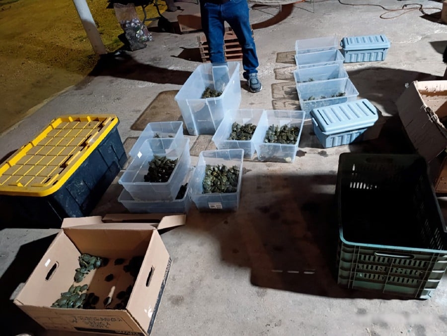 Mexico rescues 3,400 trafficked baby turtles