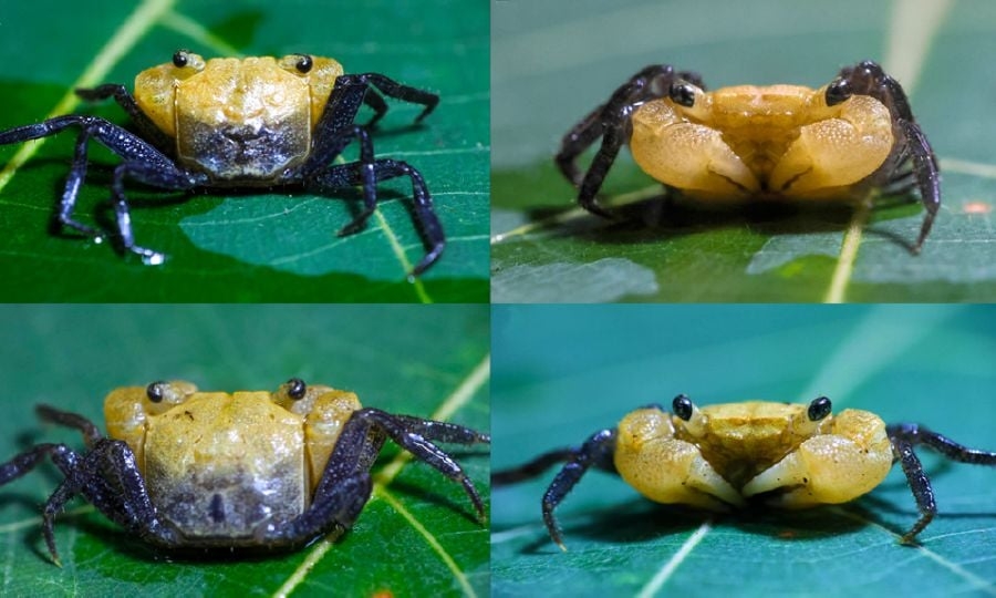 New 'vampire crab' species discovered in Gunung Jerai