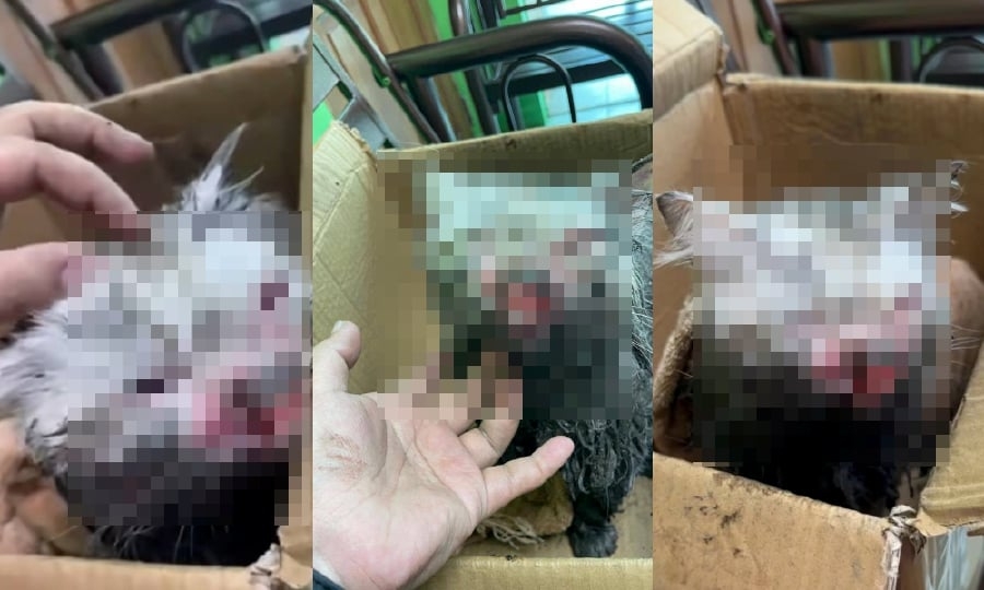 #NSTviral: Elderly man caught on CCTV torturing cat and throwing it into vacant house