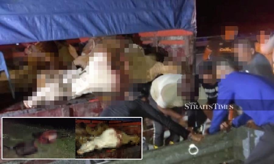 Eight held over Bukit Besi cattle theft