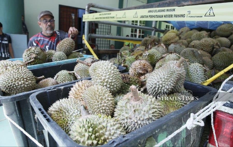 Durian farmer caught with 919kg of Musang King, D24 from protected forest
