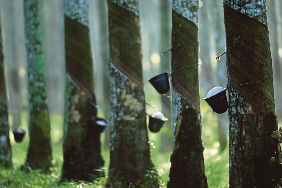 Malaysia launches digital system to ensure sustainable rubber traceability