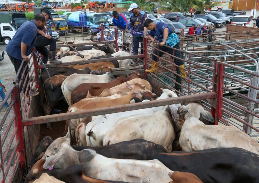 NACCOL offers 100 subsidised sacrificial cows to Permatang Pauh residents