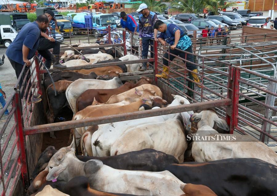 Kedah farm animals free to move ahead of Aidiladha, except Ulu Melaka