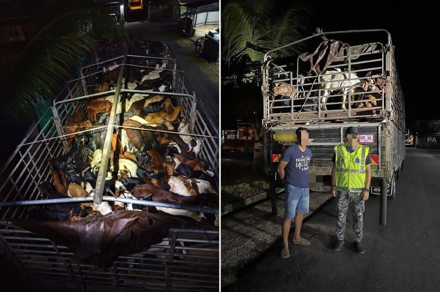 RM321,000 goat smuggle crushed in border sting
