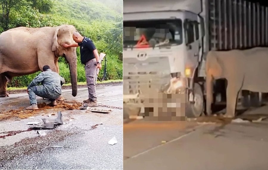 Govt to introduce eco-friendly signs, tougher laws to curb wildlife roadkill