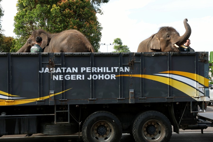 25 elephants to be relocated under nationwide Perhilitan operation