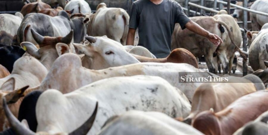 Sufficient livestock supply for Aidiladha, says Agriculture Ministry