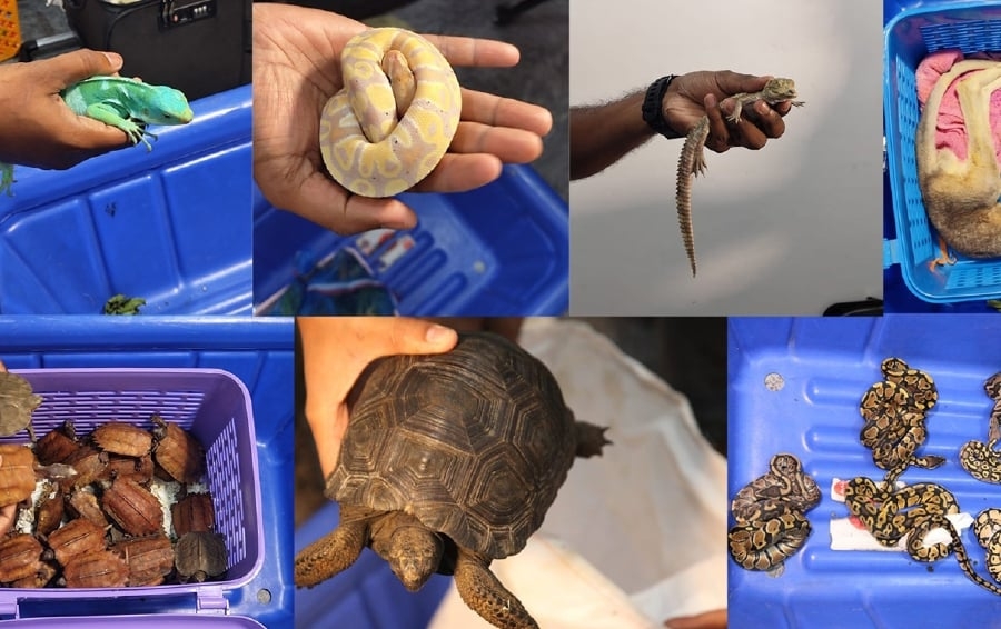Two men caught at KLIA attempting to smuggle over 300 exotic animals