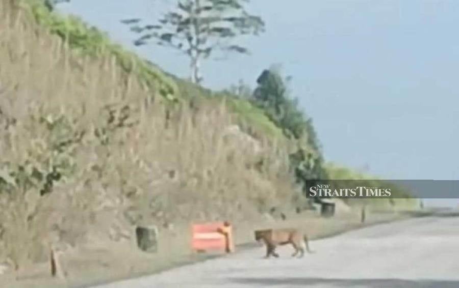 Tiger crosses road, startles motorists in Terengganu