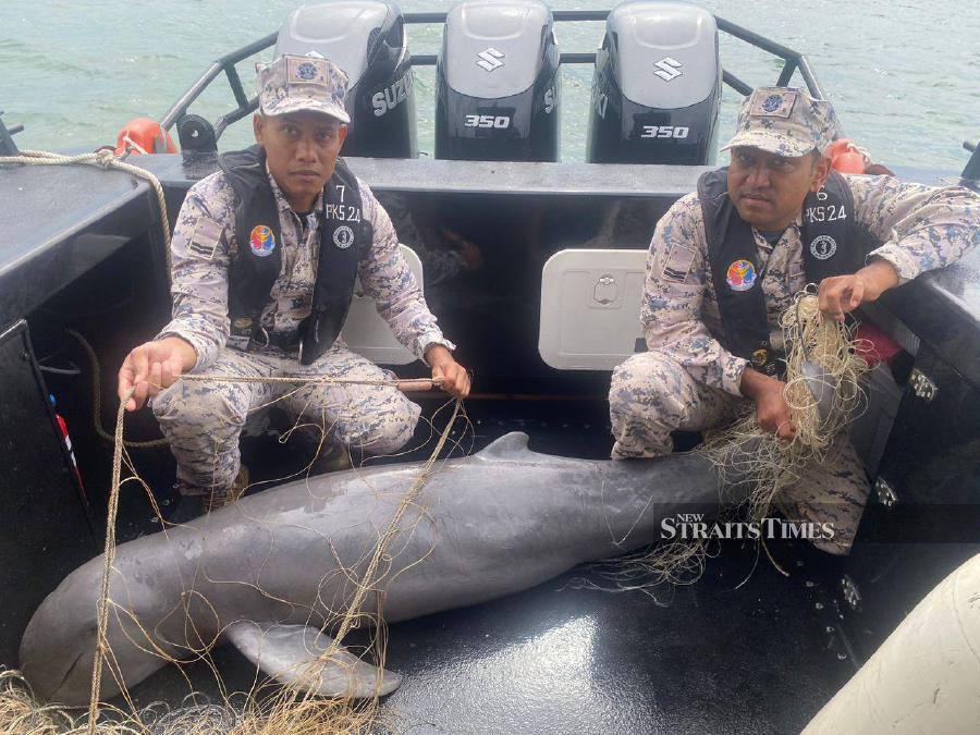 Endangered Irrawaddy dolphin found dead in illegal ray net