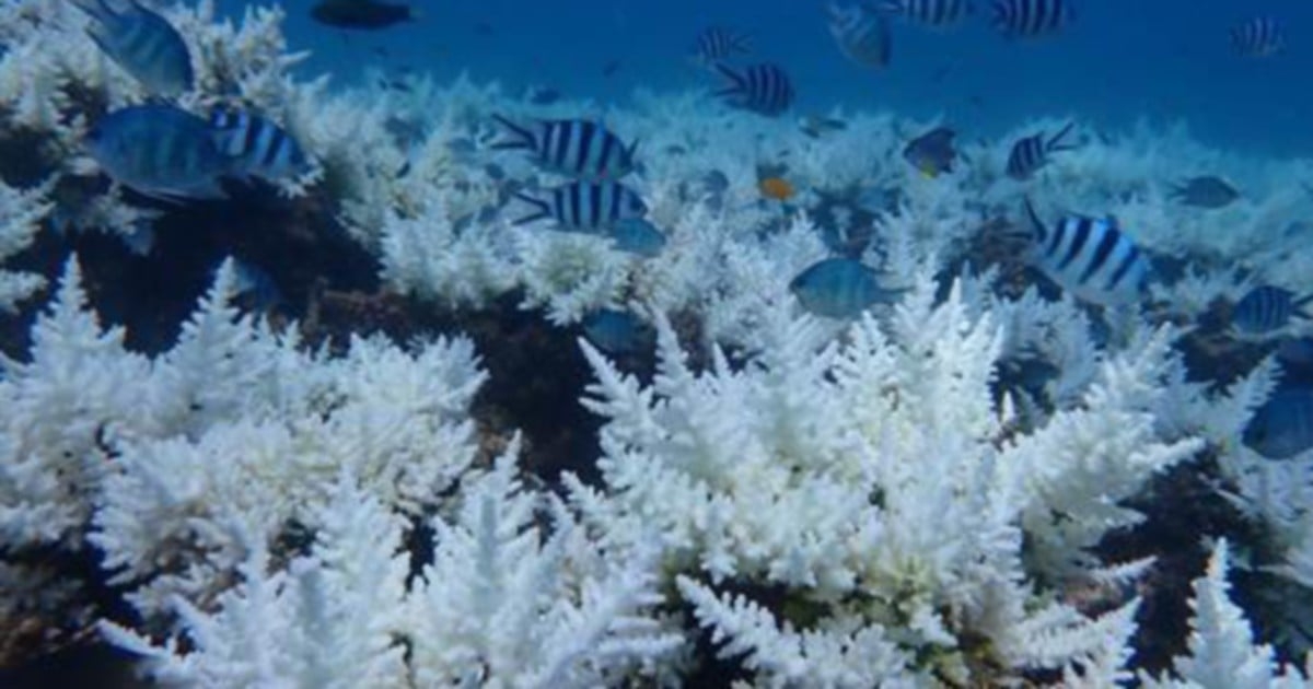 More than half of Malaysia's coral reefs affected by bleaching, says report