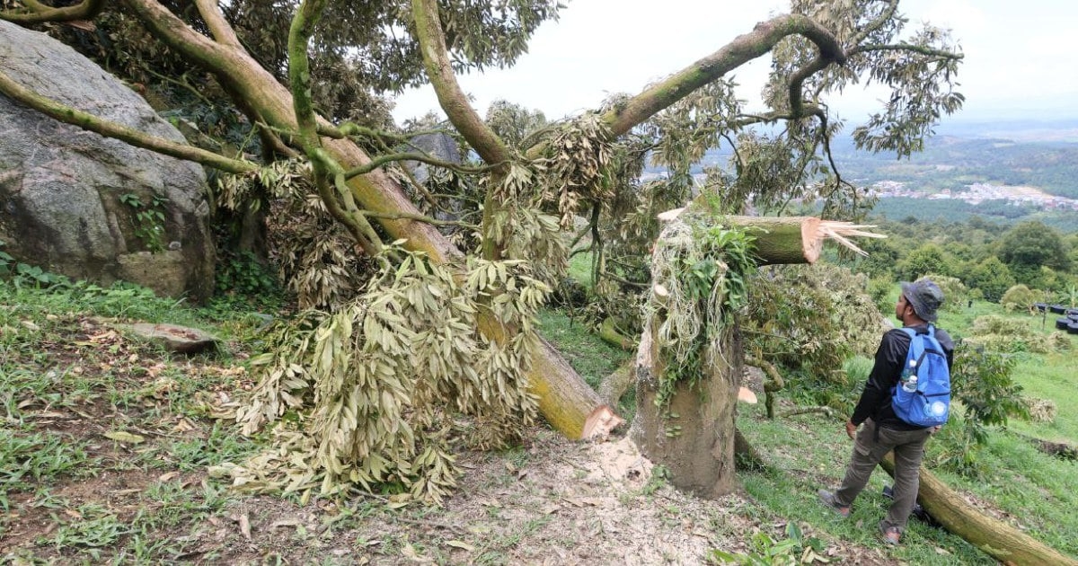 114 ops against illegal durian farms conducted in Raub since 2019