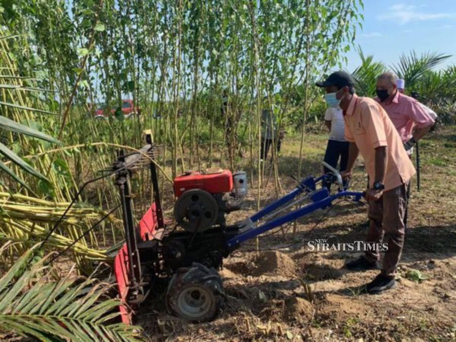 New climate-resilient kenaf varieties developed with nuclear tech