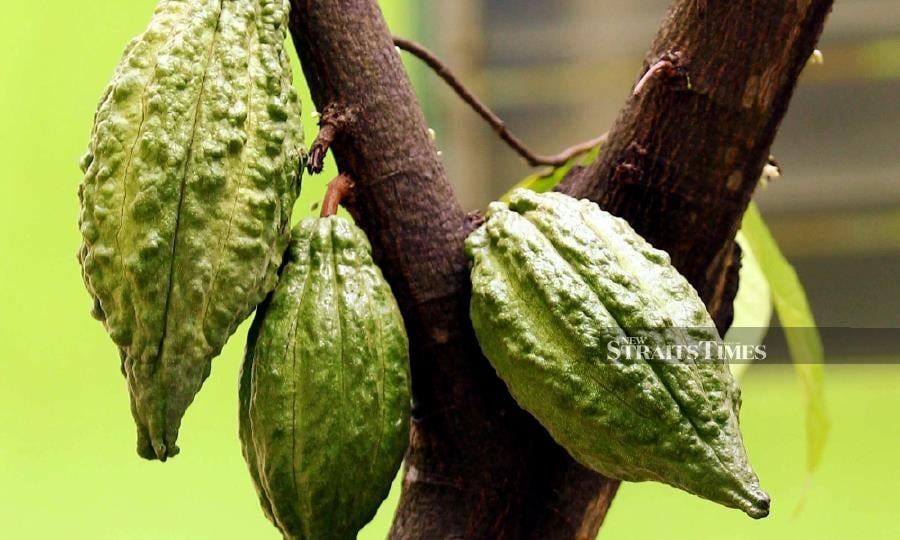 Malaysia targets 10,000ha cocoa cultivation by 2030 to meet growing demand
