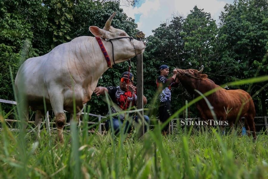 Demand for sacrificial livestock surges ahead of Aidiladha