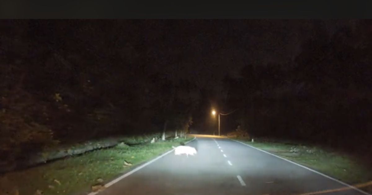 #NSTviral: Late-night shop run turns into 'night safari' for family [WATCH]