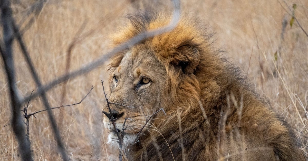 Woman airlifted after lion attack at Brisbane zoo