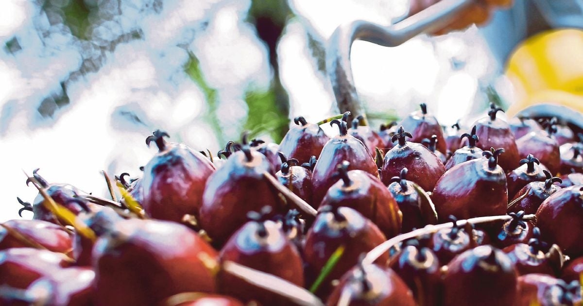 Palm oil unpacked: Separate fact from fiction on cholesterol