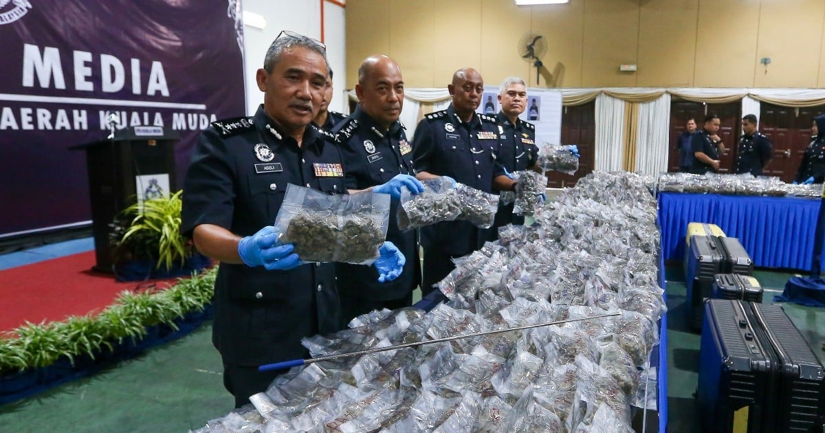 Police arrest five, seize RM2.4mil worth of high-grade cannabis buds