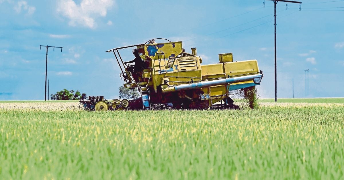 Malaysia's rice security needs a policy rethink