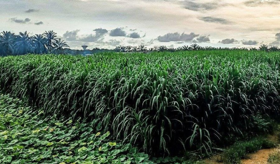 Terengganu to plant Napier grass as food for wild elephants to reduce conflicts