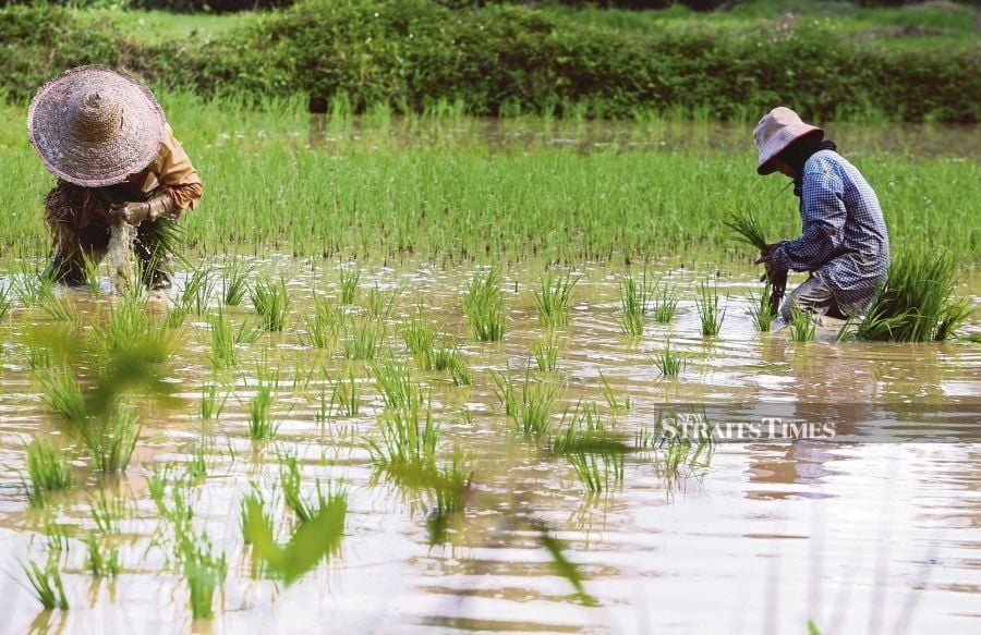 Bold 13MP rice planting plan needs science, not politics, says expert