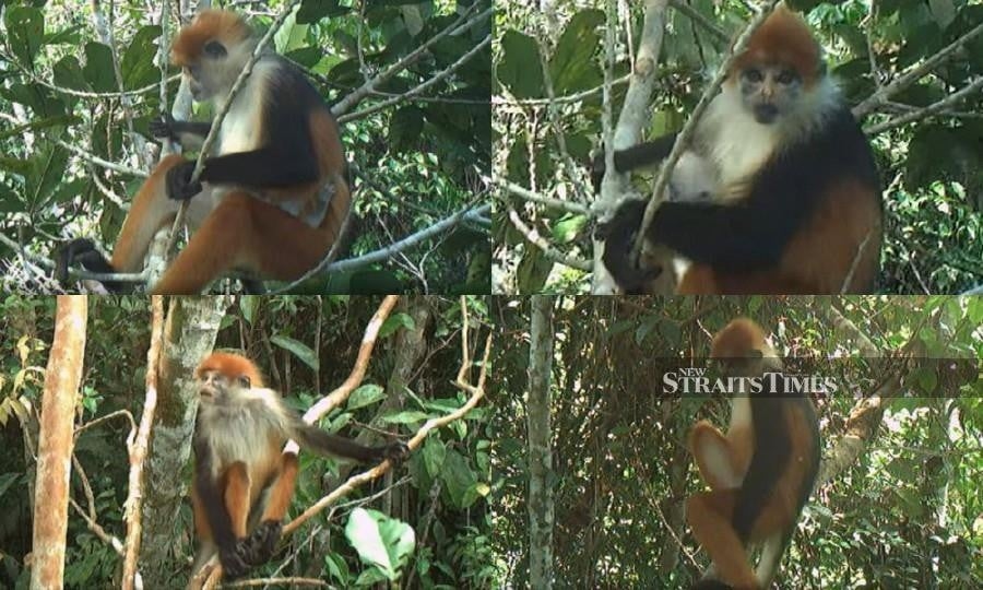Rare three-coloured langur spotted with offspring in Sarawak