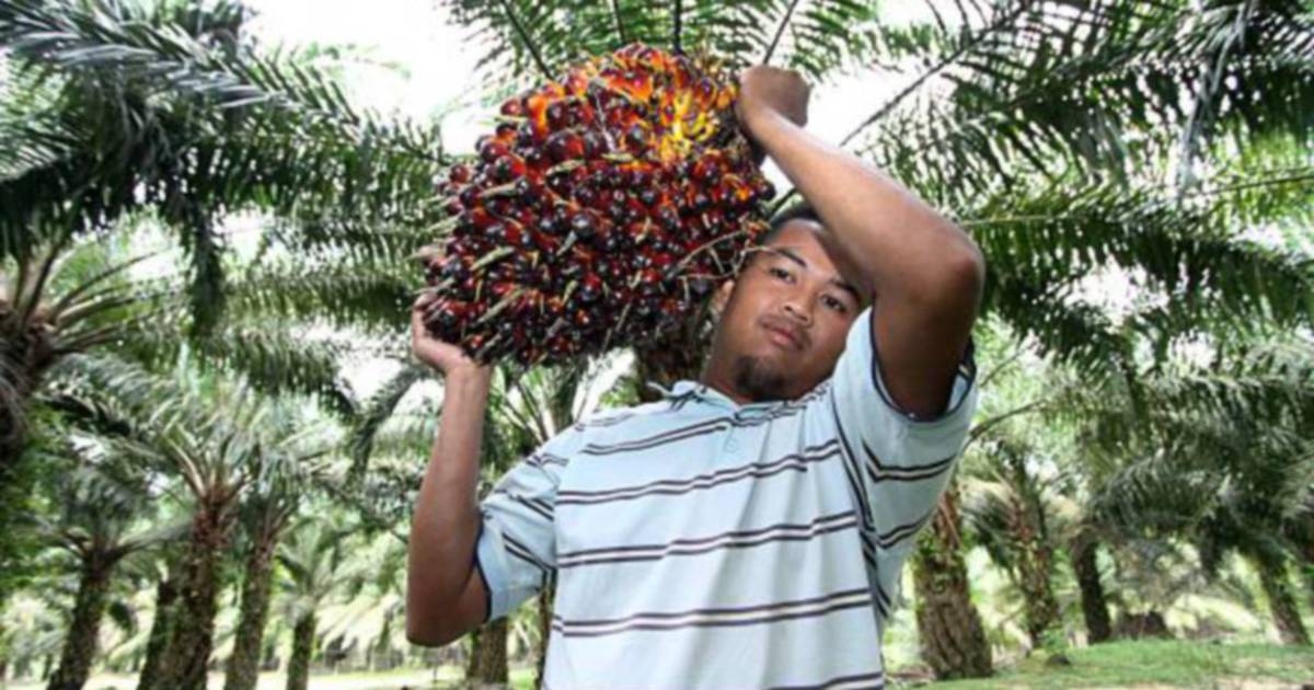 Palm falls on weak rival edible oils, rising output, sluggish demand