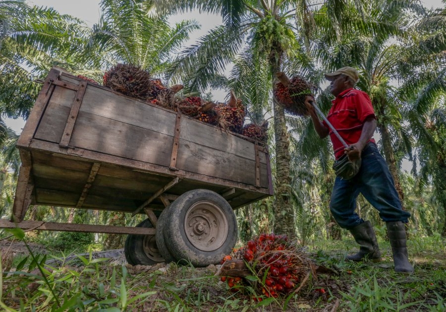 Palm oil opens higher on stronger rival oils, crude oil prices