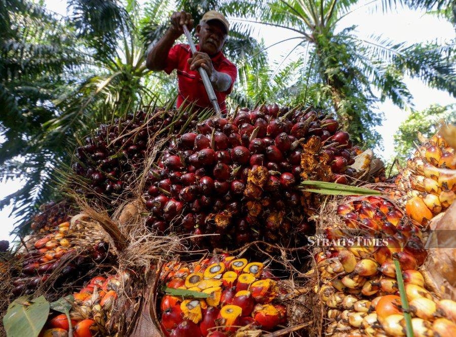 Palm opens lower on weaker rival edible oils, crude oil