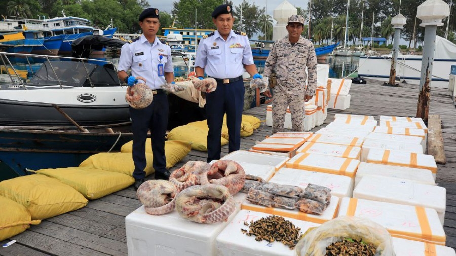 Smuggling attempt of pangolins, giant clams foiled