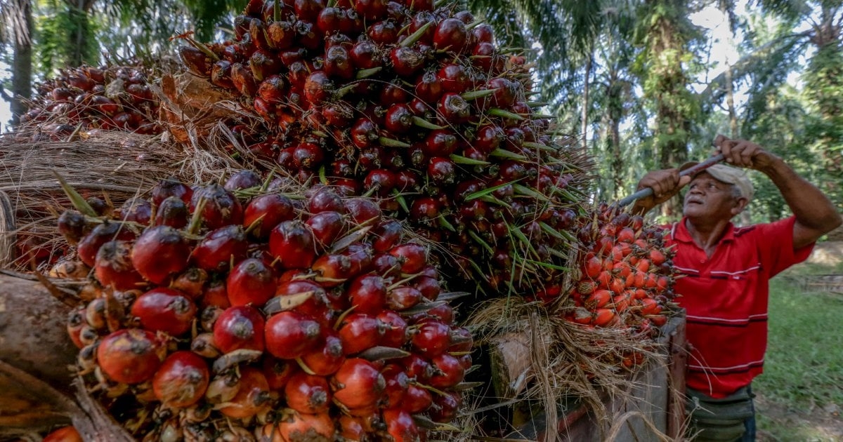 Malaysia to show EU officials its sustainable palm oil practices: Johari Ghani