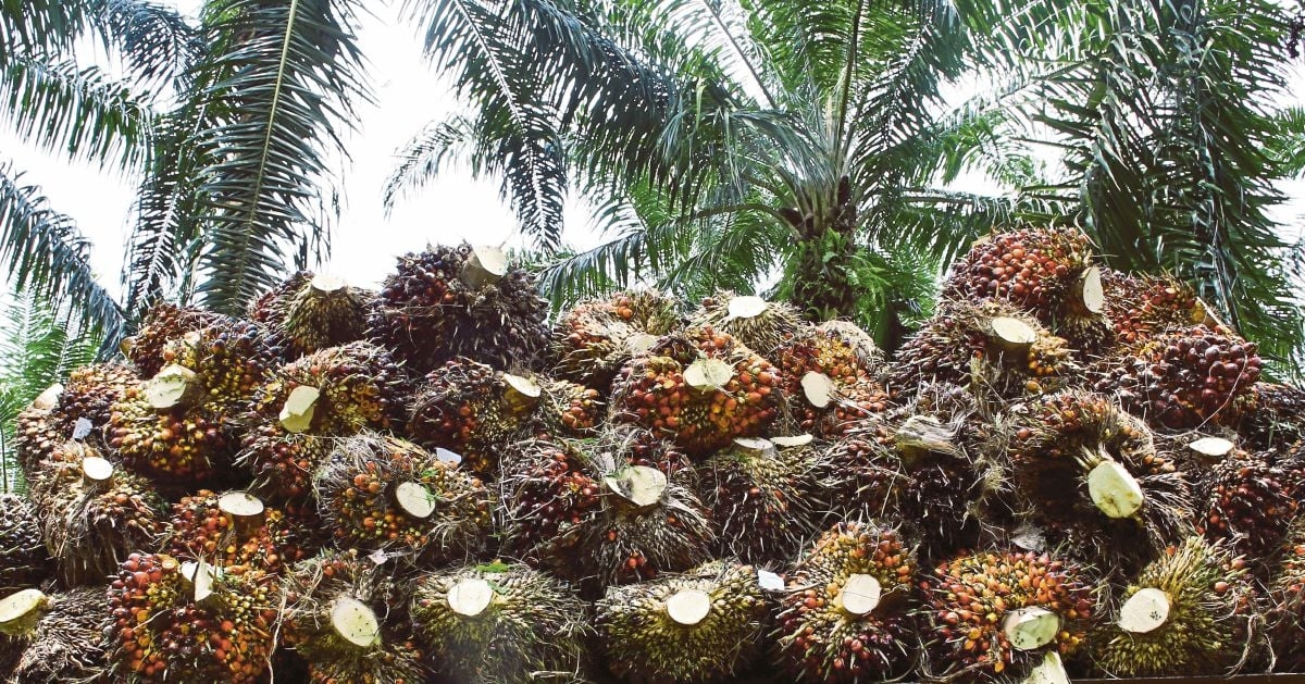 Palm tracks rival edible oils higher, heads for third weekly gains