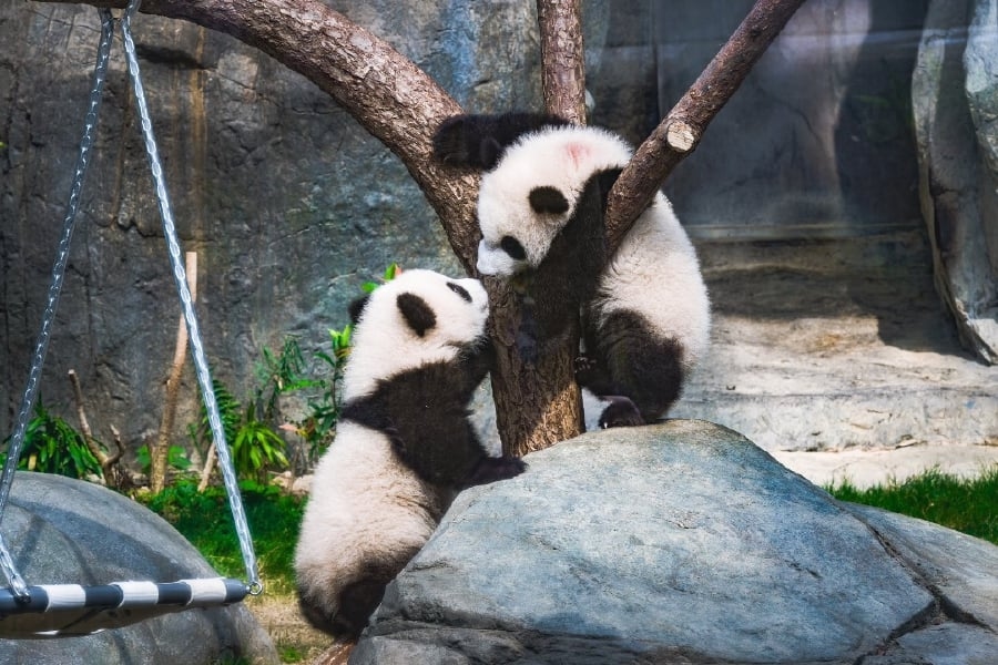 Hong Kong goes wild for panda twins' first birthday bash