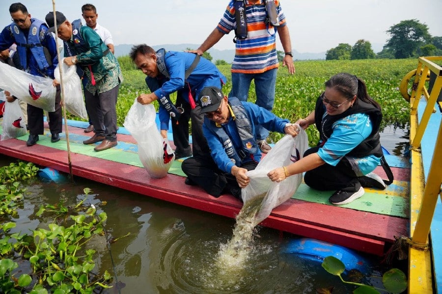 Invasive fish threaten Tasik Timah Tasoh ecosystem, Perlis warns