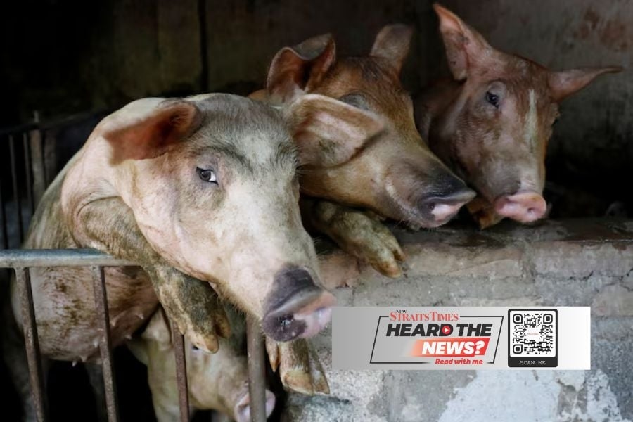 African swine fever outbreaks intensify in Vietnam