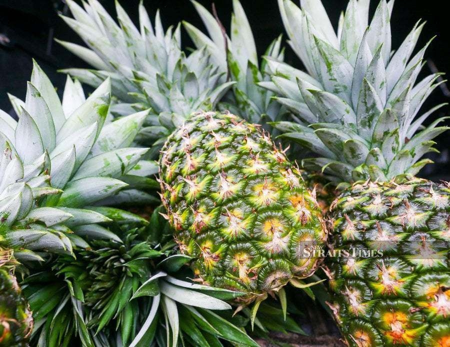 Pineapple industry board backs move to expand exports to New Zealand