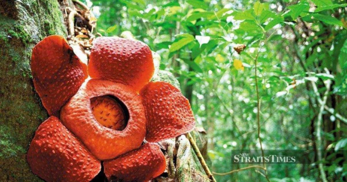 Locals could earn from rare Rafflesia bloom visits
