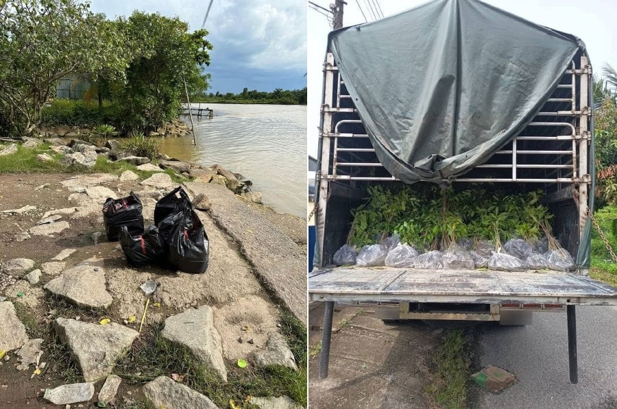 GOF seizes Thai saplings, lorry worth RM400,000 over disease fears