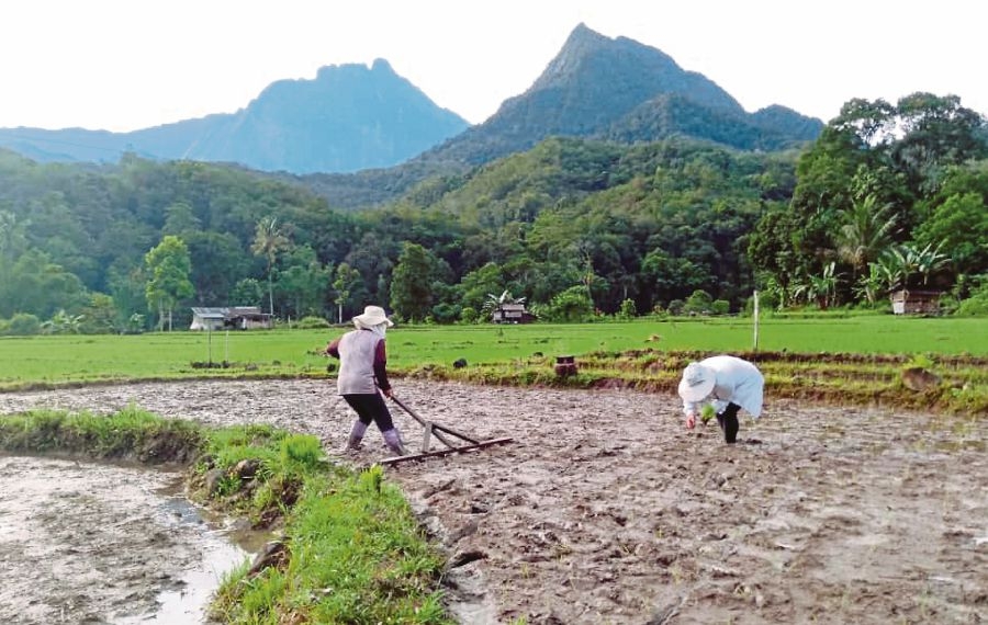 Sabah revives rice and padi board to enhance food security, self-sufficiency level