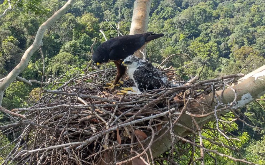 UniSZA researcher discovers rare red-bellied eagle nest in Terengganu