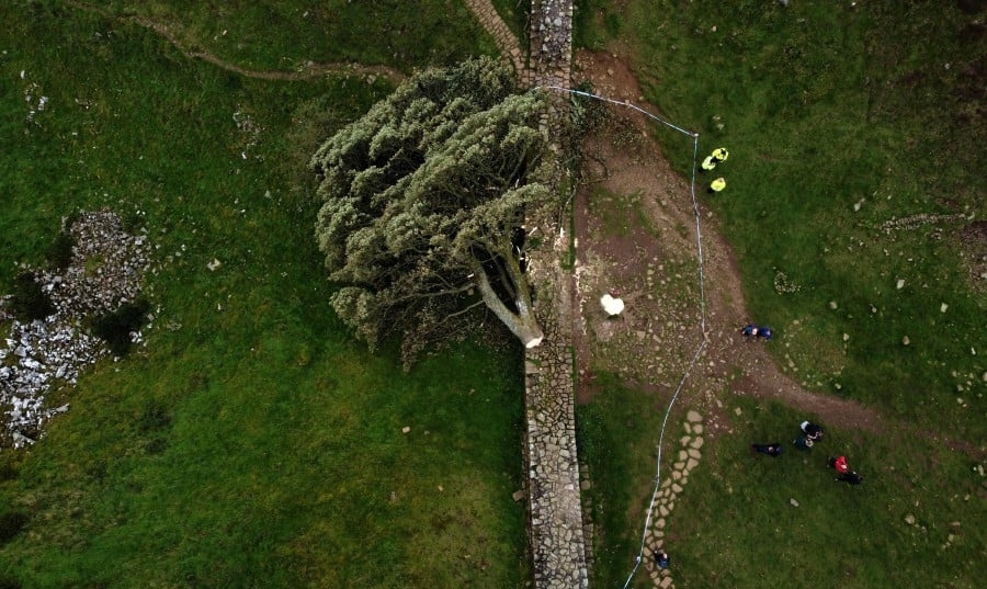 Two men who chopped down iconic UK tree handed jail sentences
