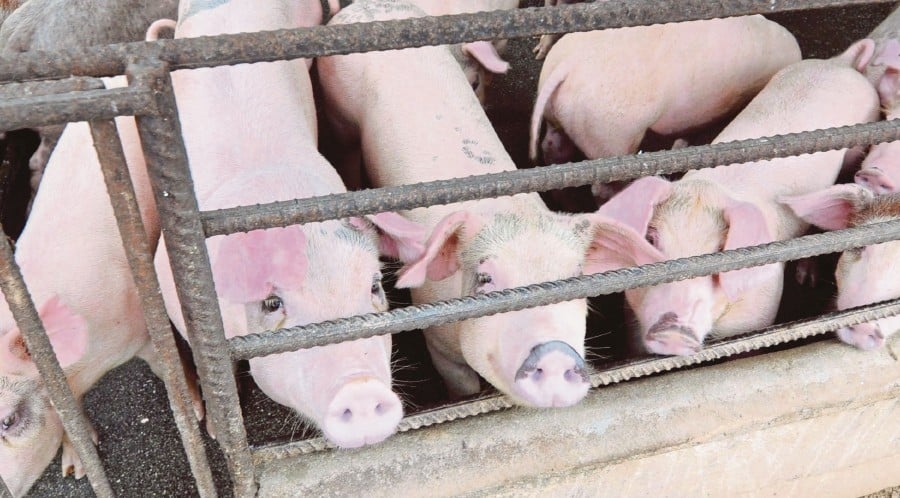Another pig farm in Tasek Gelugor infected with ASF