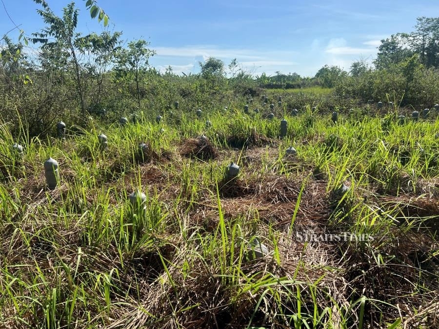 Mass graves: A journalist's journey Into Malaysia's darkest chapter